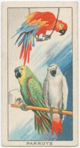 Old postcard showing three parrots